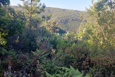 Tomt i Proenca-a-Nova, Castelo Branco, Proenca-a-Nova - € 37 500 | Ref: 102240088 - foto 15