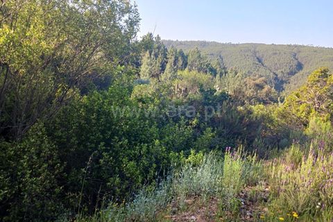 Tomt i Proenca-a-Nova, Castelo Branco, Proenca-a-Nova - € 37 500 | Ref: 102240088 - foto 16