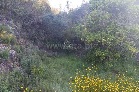 Tomt i Proenca-a-Nova, Castelo Branco, Proenca-a-Nova - € 37 500 | Ref: 102240088 - foto 17