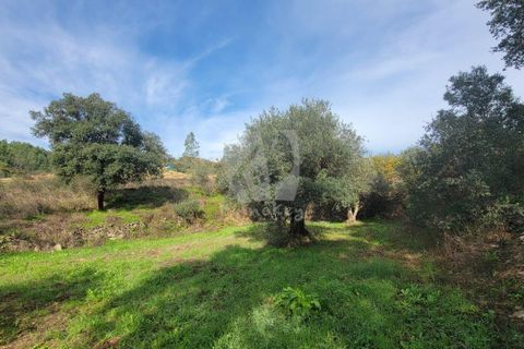 Helårsgrund i Castelo Branco, Castelo Branco, Castelo Branco - € 29.500 | Ref: H720 - foto 13