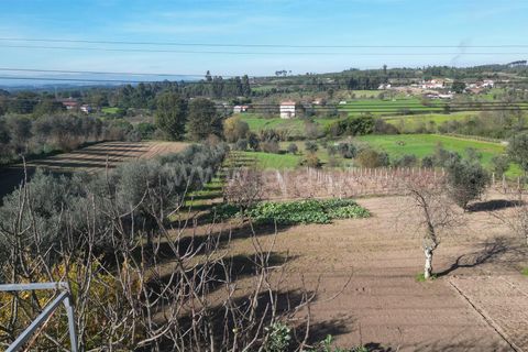 Landejendom i Mangualde, Viseu, Mangualde - € 390.000 | Ref: 389240192 - foto 10
