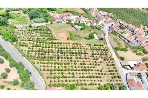 Helårsgrund i A dos Francos, Leiria, A dos Francos - € 125.000 | Ref: TER_438_RC - foto 3