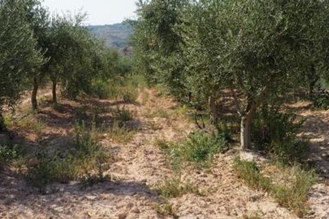 Landejendom i Flix, Tarragona, Flix - € 162.000 | Ref: 934 Flijosa - foto 31