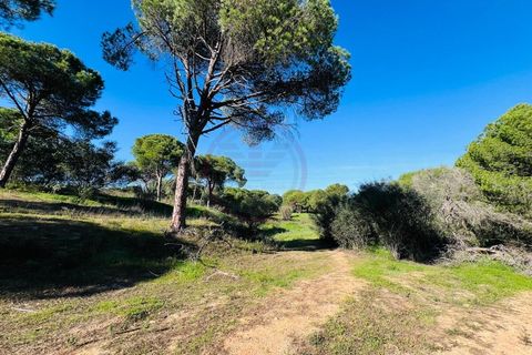 Helårsgrund i Almancil, Faro, Almancil - € 600.000 | Ref: t630 - foto 5