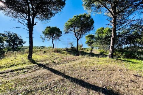 Helårsgrund i Almancil, Faro, Almancil - € 600.000 | Ref: t630 - foto 6