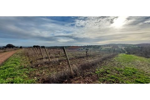 Helårsgrund i Sao Pedro do Corval, Evora, Sao Pedro do Corval - € 110.000 | Ref: SÒL_363 - foto 5