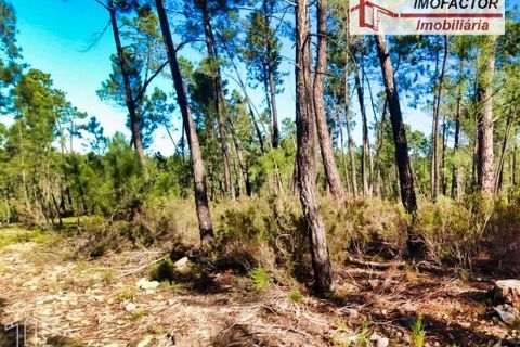 Helårsgrund i Castelo Branco, Castelo Branco, Castelo Branco - € 19.500 | Ref: 21-11850 - foto 20