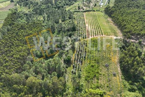 Helårsgrund i Mafra, Lisbon, Mafra - € 25.000 | Ref: 4391WE - foto 3