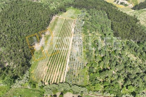 Helårsgrund i Mafra, Lisbon, Mafra - € 25.000 | Ref: 4391WE - foto 6