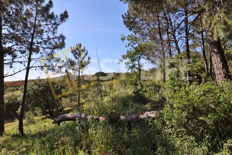 Helårsgrund i Mafra, Lisbon, Mafra - € 49.500 | Ref: 5314WT - foto 5