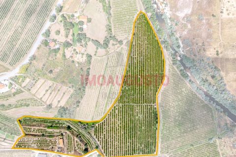 Farm i Valhelhas, Guarda, Valhelhas - € 189.900 | Ref: VIL_2071 - foto 2