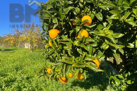 Farm i Perais, Castelo Branco, Perais - € 35.000 | Ref: 4801 - foto 9