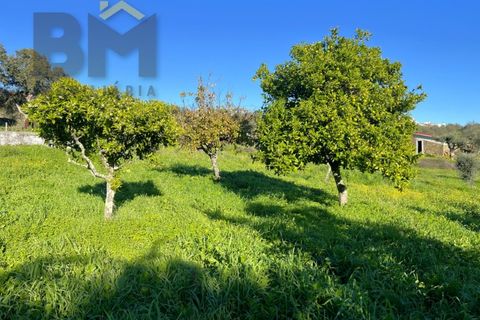 Farm i Perais, Castelo Branco, Perais - € 35.000 | Ref: 4801 - foto 10