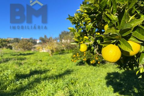 Farm i Perais, Castelo Branco, Perais - € 35.000 | Ref: 4801 - foto 11