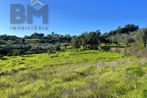 Farm i Perais, Castelo Branco, Perais - € 35.000 | Ref: 4801 - foto 12