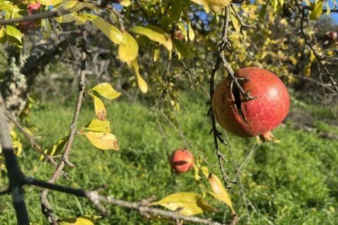 Farm i Perais, Castelo Branco, Perais - € 35.000 | Ref: 4801 - foto 16