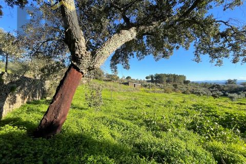 Farm i Perais, Castelo Branco, Perais - € 35.000 | Ref: 4801 - foto 21