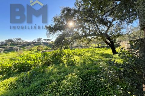 Farm i Perais, Castelo Branco, Perais - € 35.000 | Ref: 4801 - foto 22