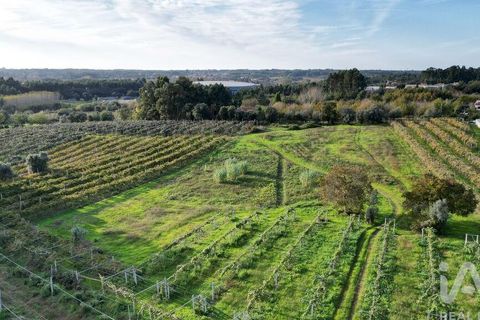 Terra a Anadia, Aveiro, Anadia - € 80.000 | Ref: 132716 - foto 2