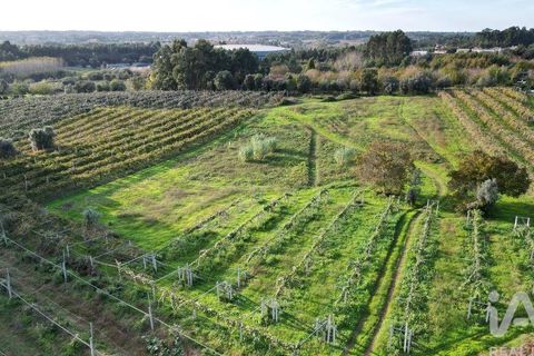 Terra a Anadia, Aveiro, Anadia - € 80.000 | Ref: 132716 - foto 3