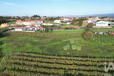 Terra a Anadia, Aveiro, Anadia - € 80.000 | Ref: 132716 - foto 4
