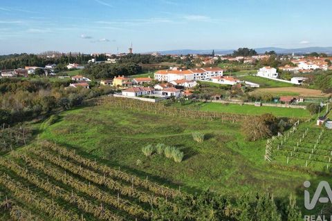 Terra a Anadia, Aveiro, Anadia - € 80.000 | Ref: 132716 - foto 5