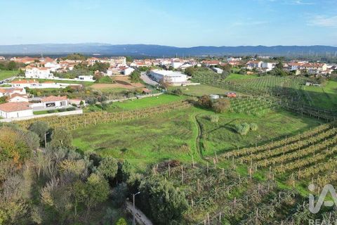 Terra a Anadia, Aveiro, Anadia - € 80.000 | Ref: 132716 - foto 6