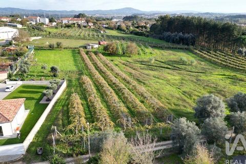 Terra a Anadia, Aveiro, Anadia - € 80.000 | Ref: 132716 - foto 8