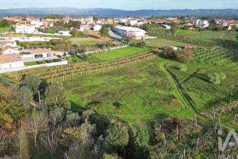 Terra a Anadia, Aveiro, Anadia - € 80.000 | Ref: 132716 - foto 10