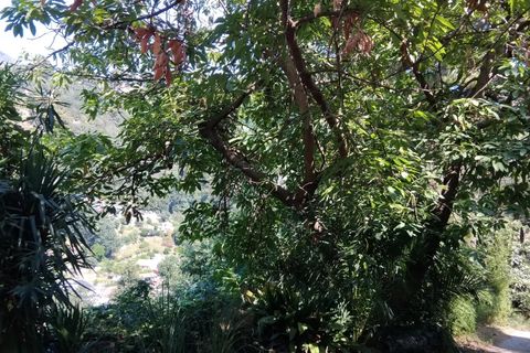 Landejendom i Menton, Alpes-Maritimes, Menton - € 5.000.000 | Ref: 85494991 - foto 13