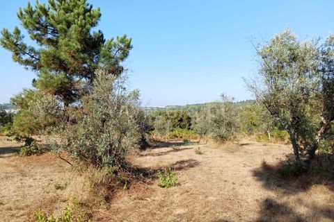 Helårsgrund i Mangualde, Viseu, Mangualde - € 27.500 | Ref: 389240168 - foto 3