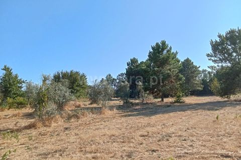Helårsgrund i Mangualde, Viseu, Mangualde - € 27.500 | Ref: 389240168 - foto 4