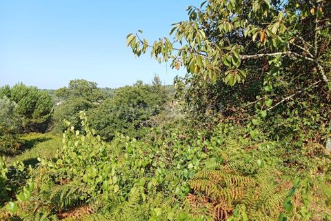Helårsgrund i Mangualde, Viseu, Mangualde - € 27.500 | Ref: 389240168 - foto 5