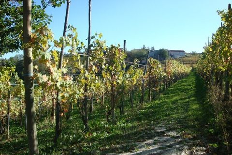 Villa a Dogliani, Cuneo, Dogliani - € 235.000 | Ref: D026.08 - foto 9