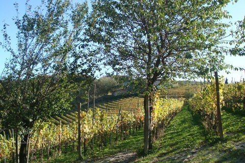 Villa a Dogliani, Cuneo, Dogliani - € 235.000 | Ref: D026.08 - foto 10