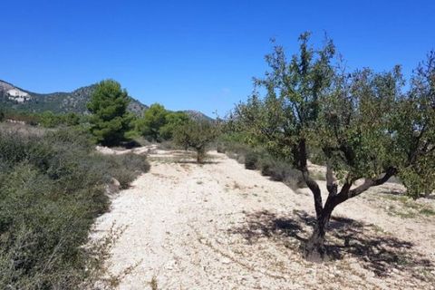 Terra a Monovar, Alicante, Monovar - € 39.999 | Ref: 1377 - foto 3