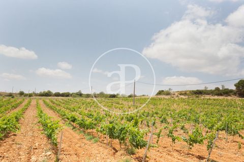 Farm hus i Utiel, Valencia, Utiel - € 1.350.000 | Ref: VV2407046 - foto 49