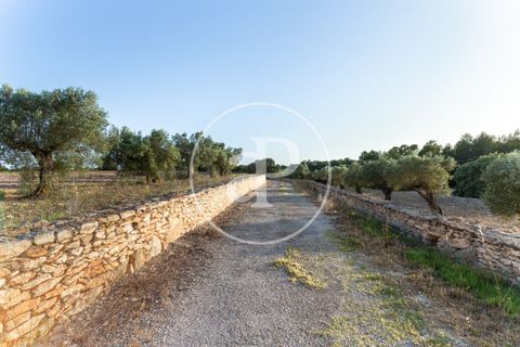Farm hus i Utiel, Valencia, Utiel - € 1.900.000 | Ref: VV2407052 - foto 43