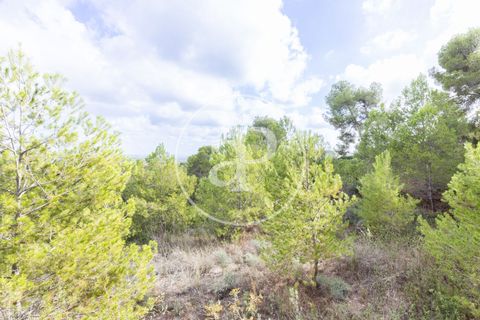 Terra a Chiva, Valencia, Chiva - € 350.000 | Ref: VV2410059 - foto 3