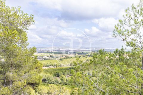 Terra a Chiva, Valencia, Chiva - € 350.000 | Ref: VV2410059 - foto 4