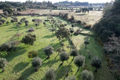Landejendom i Castelo Branco, Castelo Branco, Castelo Branco - € 27.500 | Ref: 102240316 - foto 1