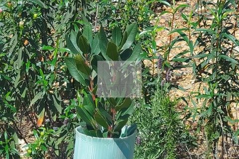 Farm hus i Silves, Faro, Silves - € 550.000 | Ref: 1751 - foto 6