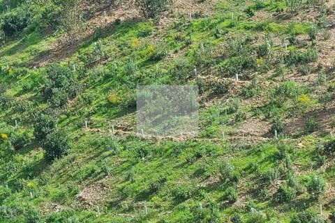 Farm hus i Silves, Faro, Silves - € 550.000 | Ref: 1751 - foto 8