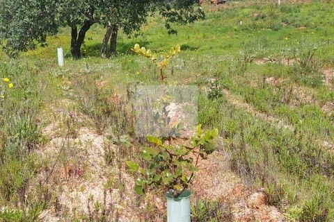Farm hus i Silves, Faro, Silves - € 550.000 | Ref: 1751 - foto 33