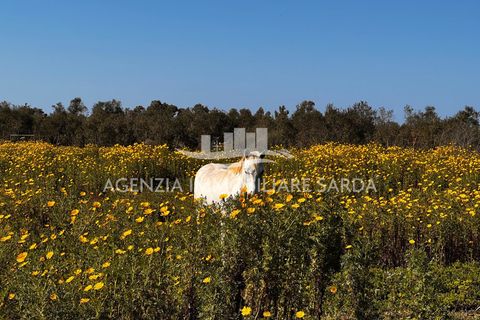 Appartement in Alghero, Sassari, Alghero - € 860.000 | Ref: SAR518 - foto 26