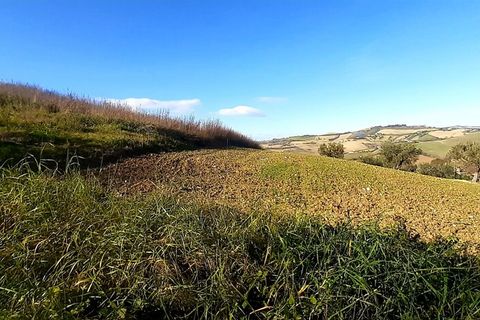 Terra a Montegranaro, Fermo, Montegranaro - € 320.000 | Ref: Mc5-41818 - foto 4