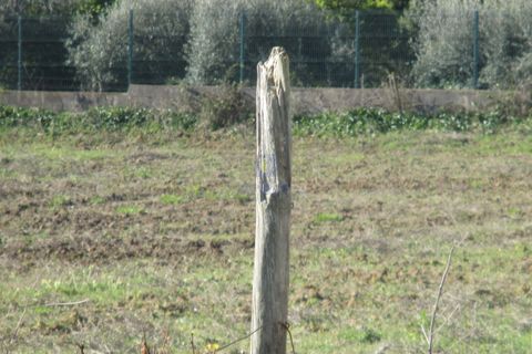 Terra a Assentiz, Santarem, Assentiz - € 197.000 | Ref: VAT-216453 - foto 13