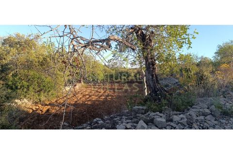 Helårsgrund i Estoi, Faro, Estoi - € 21.500 | Ref: TER_2395_VEND - foto 2