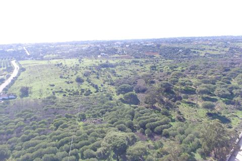 Farm hus i Lagoa, Faro, Lagoa - € 2.800.000 | Ref: BAP- 25 - foto 2