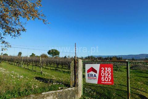 Terra a Seia, Guarda, Seia - € 130.000 | Ref: 382240149 - foto 2
